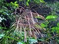 Nepal Fairy Grass